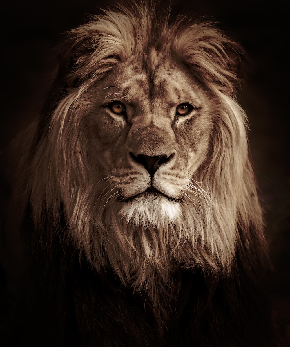 How to have a lion mindset?
